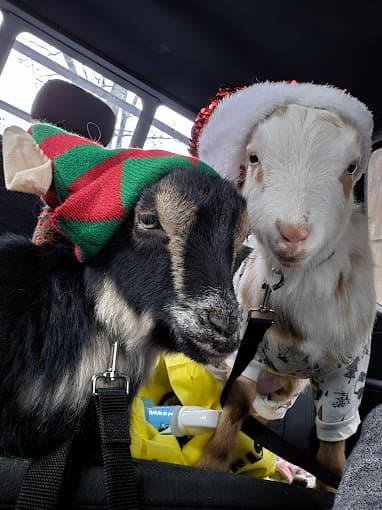 Goatopia
