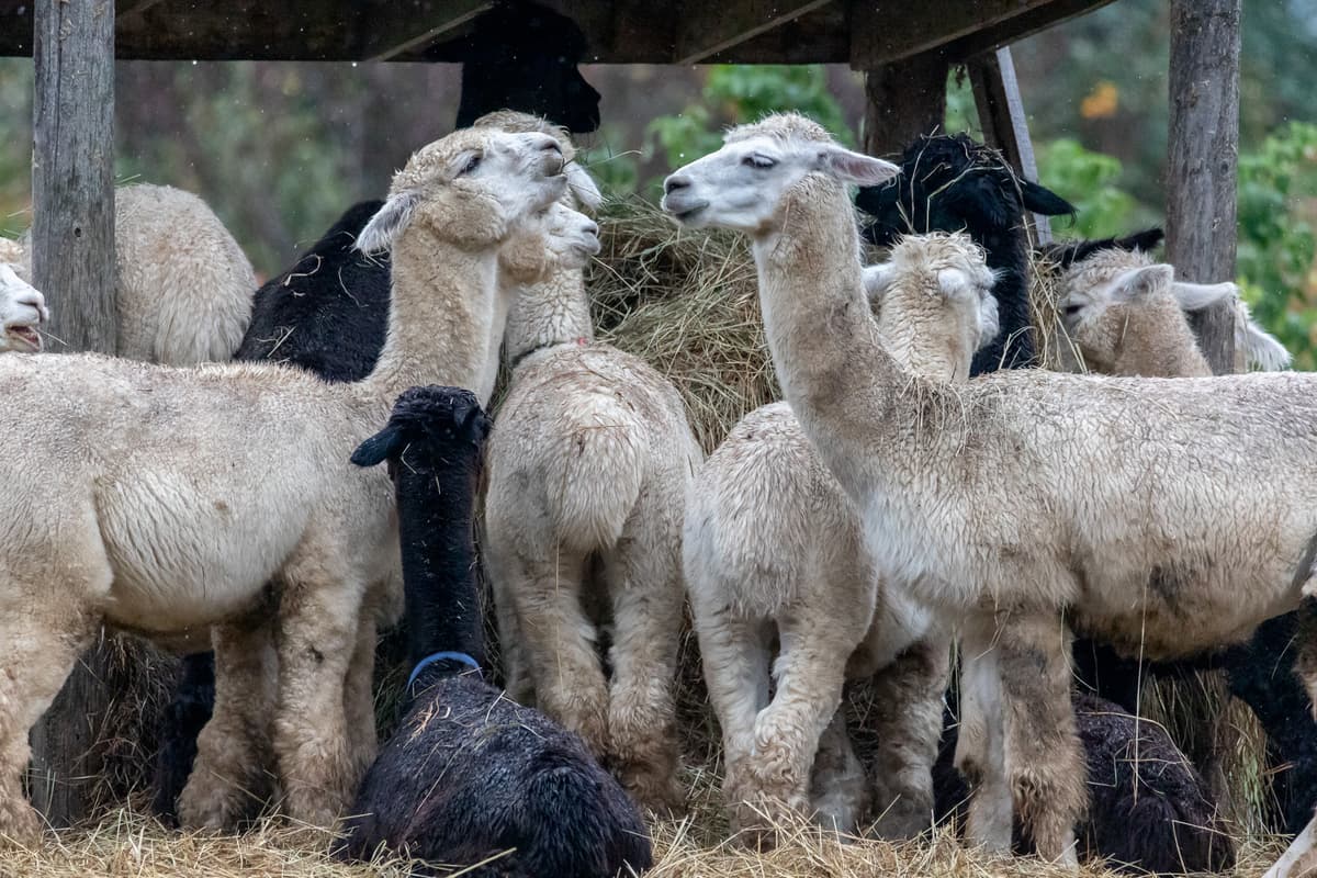 Meadowview Alpaca Farm