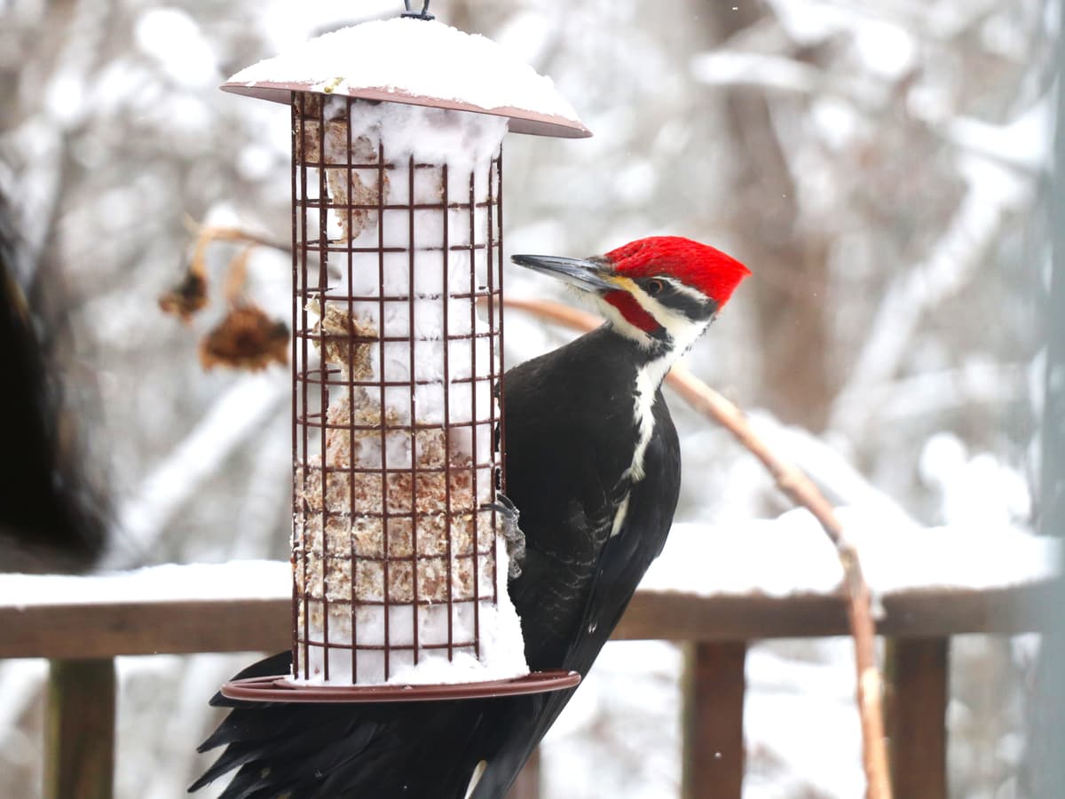 SAULT STE. MARIE 2025 CHRISTMAS BIRD COUNT - Saturday December 20